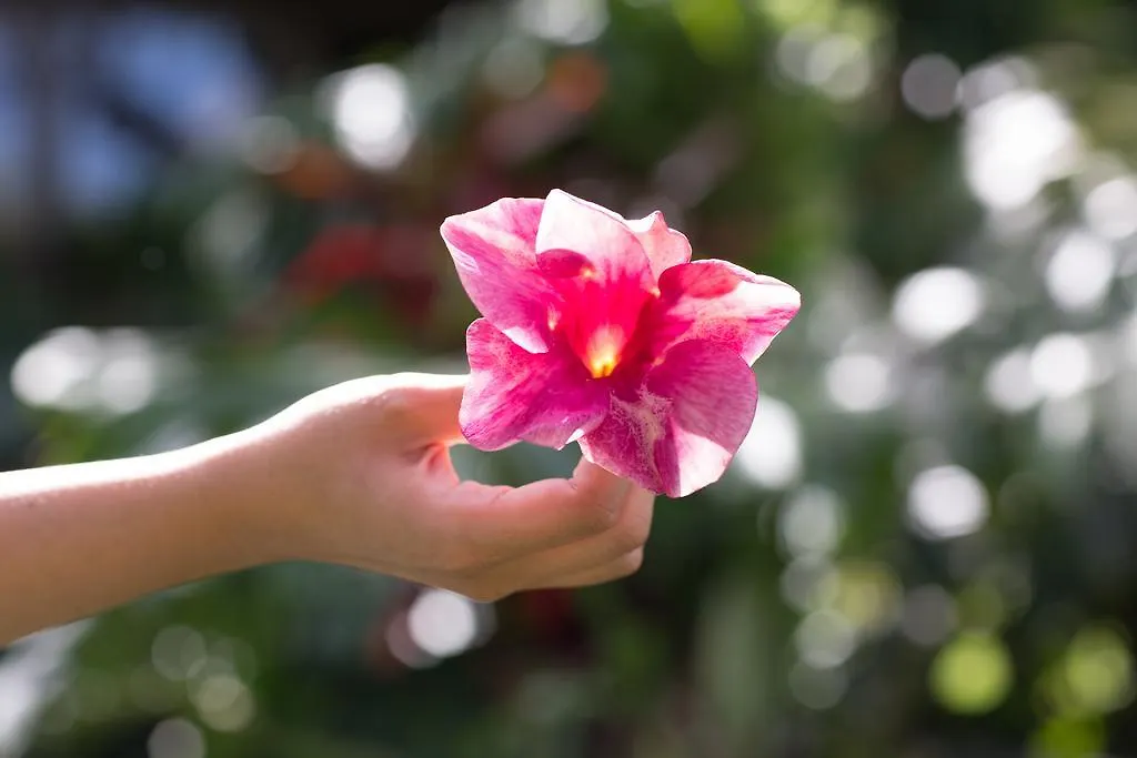 Lumeria Maui, Educational Retreat Center Makawao Estados Unidos